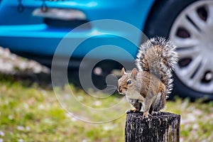 A portrait shot of a cute brown squirrel in Cape Coral, Florida