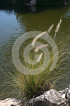 Portrait shot of grass flowers in a pond