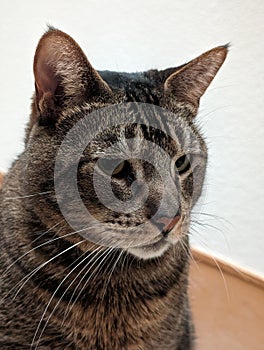 Portrait Shot of a Gray Tabby Cat Against a White Wall with a Wooden Bottom