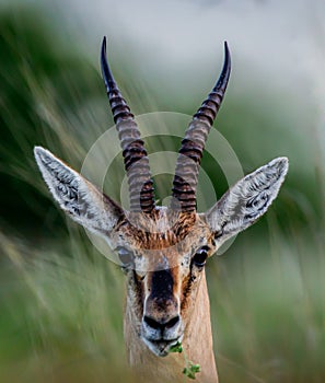 Portrait shot of Indian gazelle aka chinkara munching on leaves