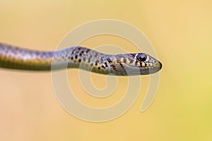 Portrait shot of juvenile large Whip Snake