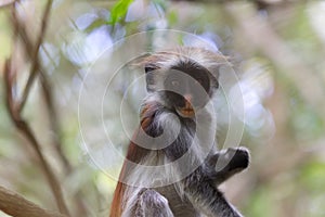 Portrait shot of red colobus monkey in Jozani forest national park
