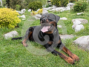 Portrait shot of Rottweiler