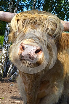 Portrait shot of a Scottish highland cattle