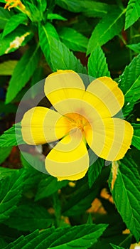 Portrait shot of Single yellow alder or Turnera ulmifolia flowers