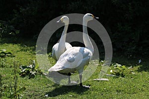 A portrait shot of two Bewick Swans, taken during the heatwave and exceptionally hot weather