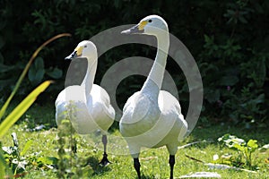 A portrait shot of two Bewick Swans, taken during the heatwave and exceptionally hot weather