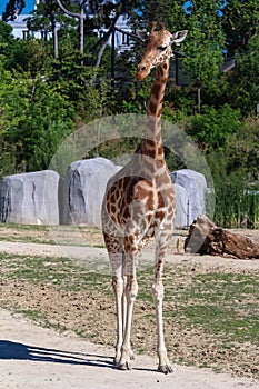 Portrait shot of young beautiful healthy female giraffe .