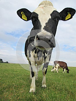 Portrait shot of a dairy cow in a field