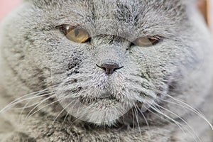 Portrait of shothair gray british cat