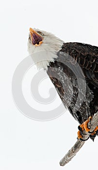 Portrait shouting Bald eagle