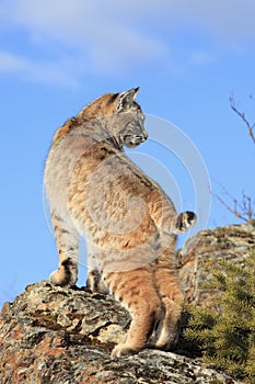 Portrait Show of bobcat