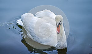 Portrait of a shy Mute swan Cygnus olor as he swims around in its pond in early morning.