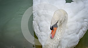 Portrait of a shy Mute swan Cygnus olor as he swims around in its pond in early morning.