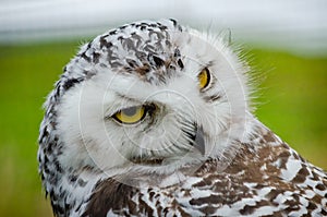 Portrait of a shy Snowy Owl Bubo Scandiacus