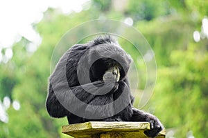 Portrait of a Siamang