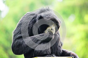 Portrait of a Siamang