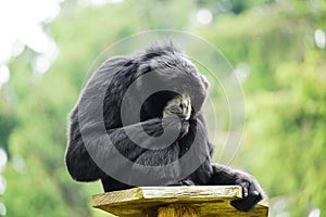 Portrait of a Siamang