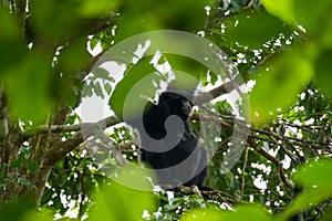 Portrait of a Siamang monkey sitting on the tree. An arboreal black-furred gibbon hanging in the tree in Malaysia. close up face