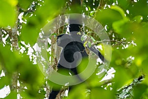 Portrait of a Siamang monkey swinging in a tree. An arboreal black-furred gibbon hanging in the tree in Malaysia. close up face