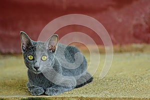 Siames blue cat