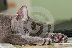 Siames blue cat sleeping
