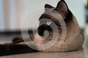 Portrait of Siamese brown cat with blue eyes