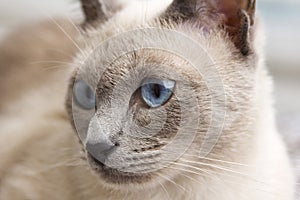 Portrait of a Siamese Cat