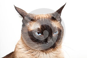 Portrait of a Siamese cat with beautiful blue eyes not happy with the head of a little devil with a nasty look