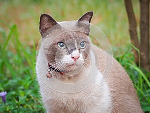 Portrait of siamese cat on green garden.