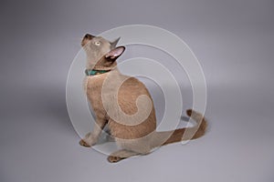 portrait of the siamese cat on grey background