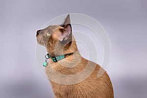 portrait of the siamese cat on grey background