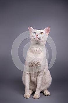 portrait of the siamese cat on grey background