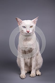 portrait of the siamese cat on grey background