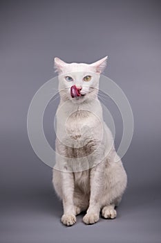 portrait of the siamese cat on grey background