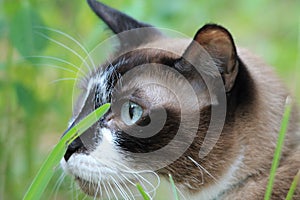 Portrait Siamese cat head in profile