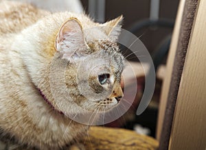 Portrait of a siamese cat in profile