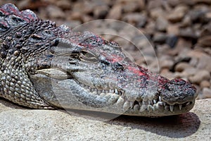 Portrait siamese crocodile head and teeth.