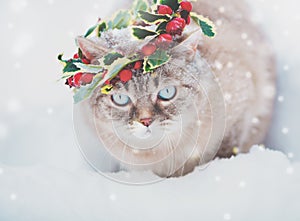 Portrait of the Siamese kitten wearing Christmas wreath