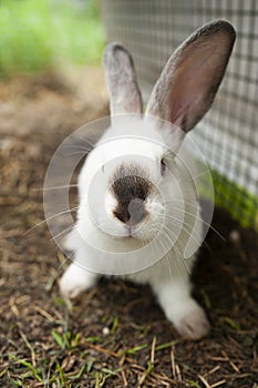 Portrait of a Siamese rabbit close-up, vertically