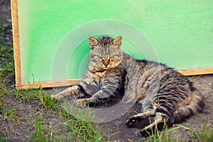 Portrait of a Siberian cat lyingin the yard