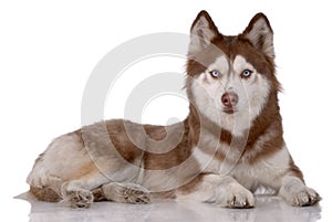 Portrait of Siberian Husky