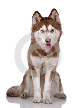 Portrait of Siberian Husky