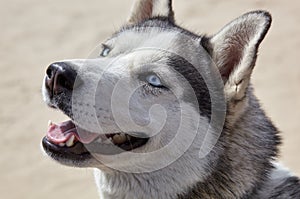 Portrait of siberian husky with blue eyes .