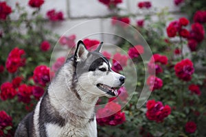 Portrait of siberian husky with brown eyes looking aside