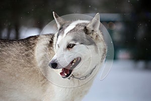 Portrait of a Siberian Husky close-up, side view of the head of a Siberian Husky with a red-white coat color and blue