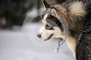 Portrait of a Siberian Husky close-up, side view of the head of a Siberian Husky with a red-white coat color and blue