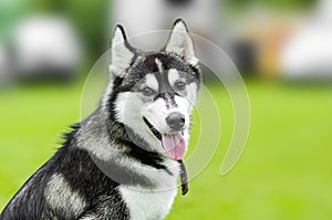 Portrait of a Siberian Husky dog