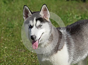 Portrait of siberian husky dog