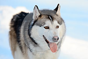 Portrait of the Siberian Husky dog black and white color with brown eyes. Winter view.